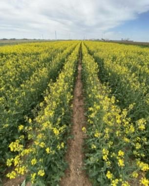 Canola being grown by the Texas A&M AgriLife Extension Service in a study about forage value 